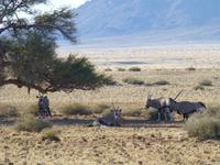 Oryxantilopen
