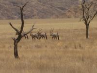 Oryxantilopen
