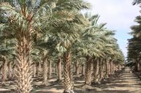 Palmenhaine