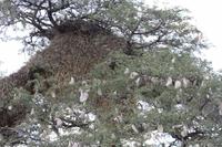Pirschfahrt in der Kalahari Wüste