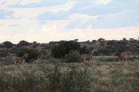 Pirschfahrt in der Kalahari Wüste