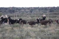Pirschfahrt in der Kalahari Wüste