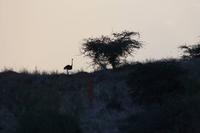Pirschfahrt in der Kalahari Wüste