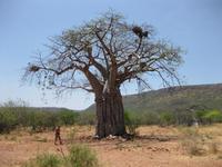 Riesen-Baobam-Baum