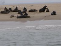 Robbenkolonie in Walvis Bay