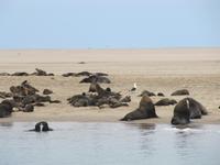 Robbenkolonie in der Walfish Bay