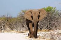 Safari im Etosha 