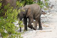 Safari im Etosha 