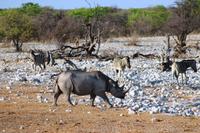 Safari im Etosha 