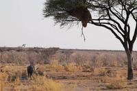 Safari im Etosha 