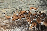 Safari im Etosha 
