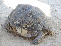 Schildkröte