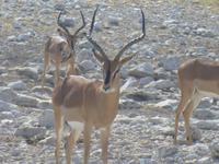 Schwarznasen-Impala