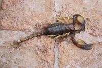 Skorpion - ein schmerzhafter Stich!