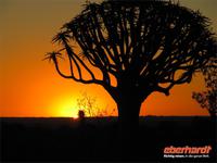 Sonnenuntergang im Köcherbaumwald