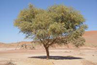 Sossusvlei 
