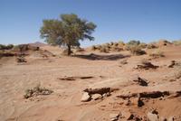 Sossusvlei 