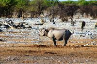 Spitzmaulnashorn lässt die Luft raus