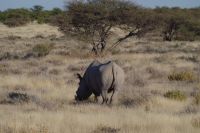 Spitzmaulnashorn