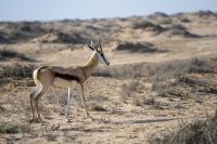 Springbock im Naukluft-Nationalpark