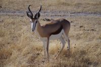 Springbock