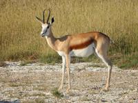 Springbock