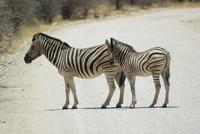 Steppenzebra 