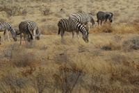 Steppenzebras