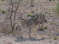 Steppenzebras