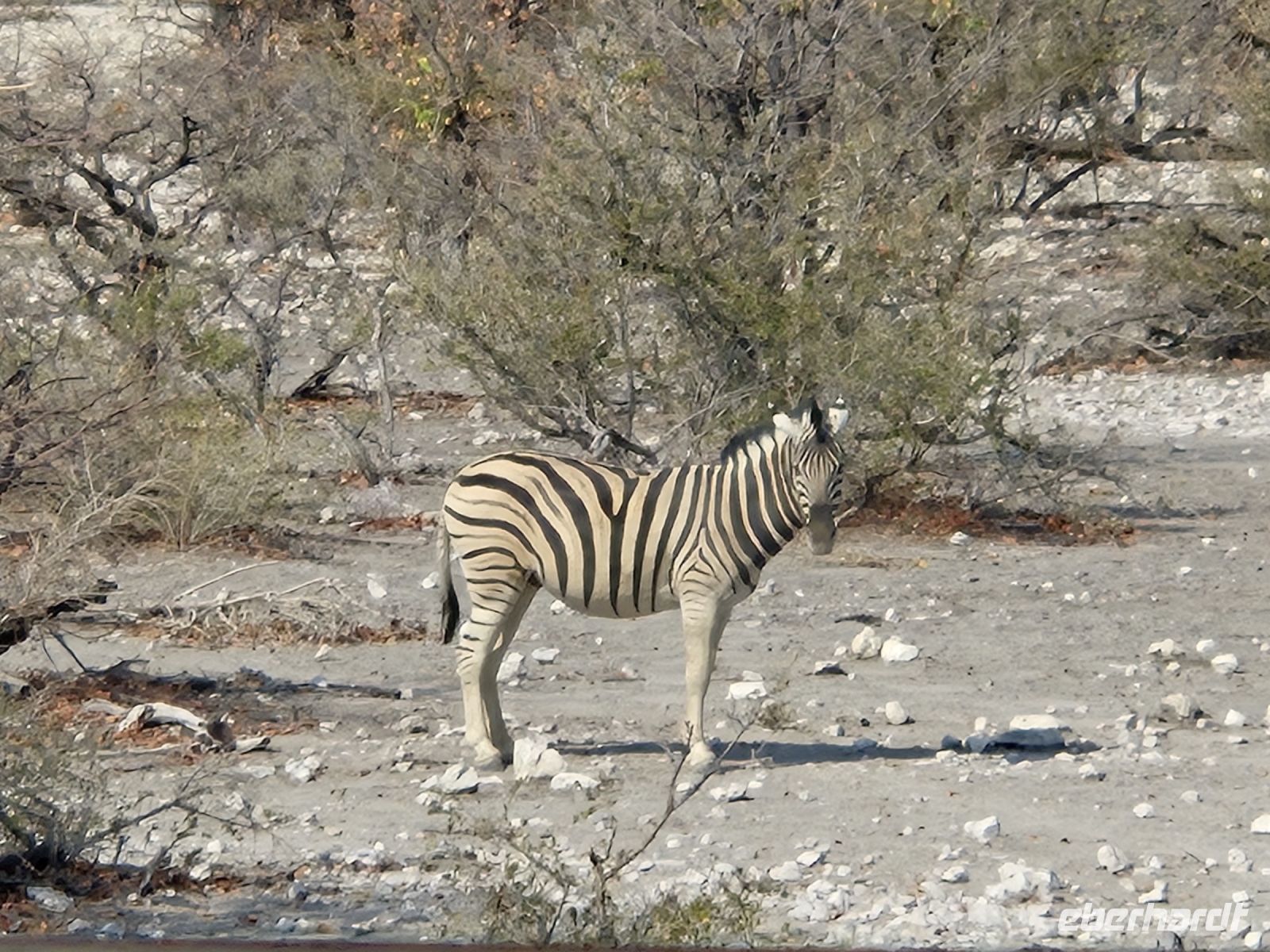 Tag 12 - Etosha NP I