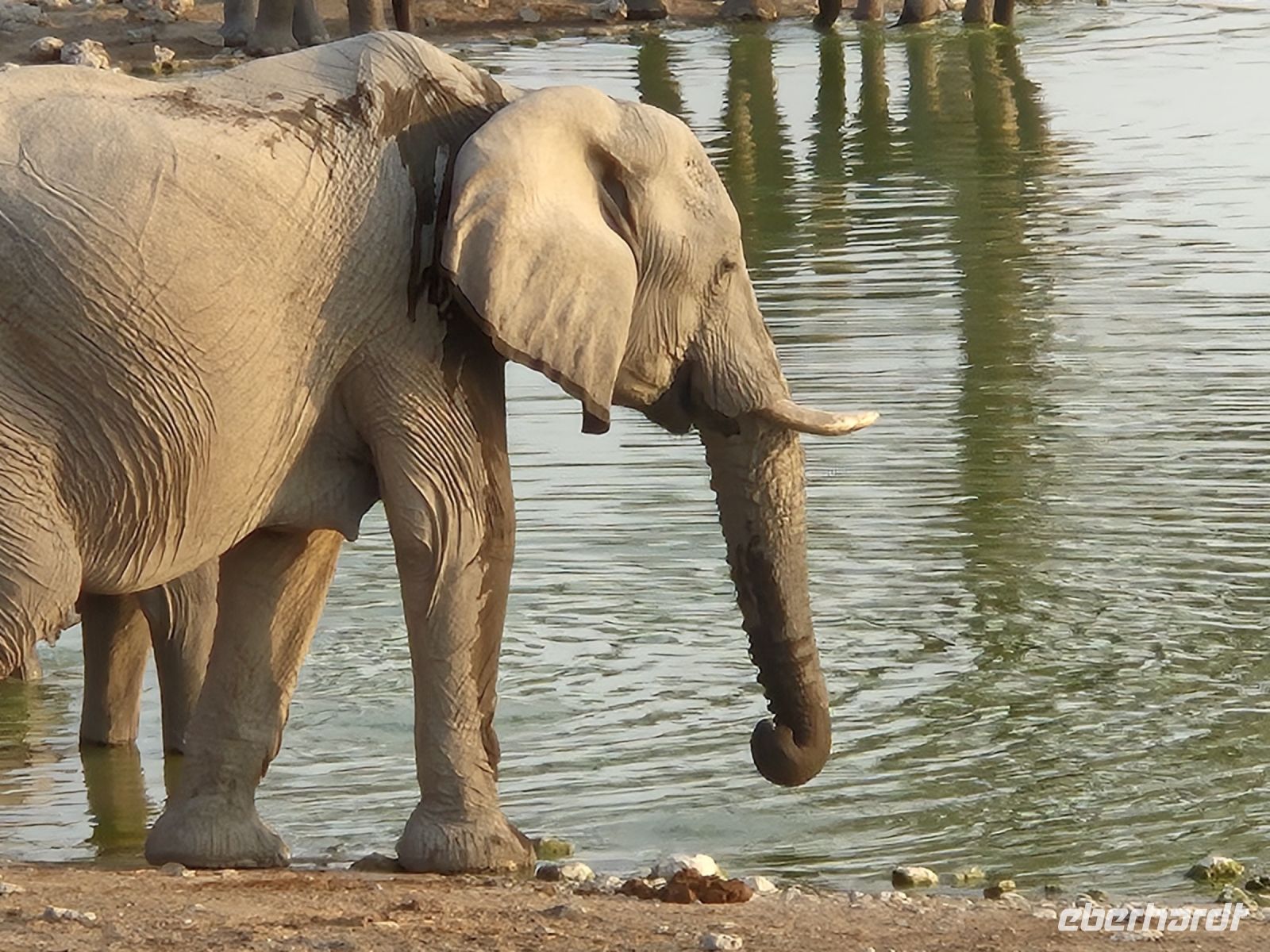 Tag 12 - Etosha NP IV