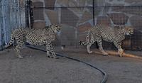 Tage Rundreise Namibia – Die Erlebnistour mit  Kalahari – Fish River-Canyon – Lüderitz – Namib – Swakopmund – Erongo Gebirge – Etosha Nationalpark – Windhoek (50)