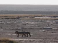 Tage Rundreise Namibia – Die Erlebnistour mit  Kalahari – Fish River-Canyon – Lüderitz – Namib – Swakopmund – Erongo Gebirge – Etosha Nationalpark – Windhoek (1140)