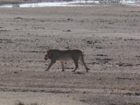 Tage Rundreise Namibia – Die Erlebnistour mit  Kalahari – Fish River-Canyon – Lüderitz – Namib – Swakopmund – Erongo Gebirge – Etosha Nationalpark – Windhoek (1200)