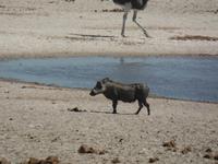Tage Rundreise Namibia – Die Erlebnistour mit  Kalahari – Fish River-Canyon – Lüderitz – Namib – Swakopmund – Erongo Gebirge – Etosha Nationalpark – Windhoek (1289)