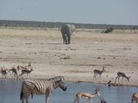 Tage Rundreise Namibia – Die Erlebnistour mit  Kalahari – Fish River-Canyon – Lüderitz – Namib – Swakopmund – Erongo Gebirge – Etosha Nationalpark – Windhoek (1295)