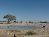 Tage Rundreise Namibia – Die Erlebnistour mit  Kalahari – Fish River-Canyon – Lüderitz – Namib – Swakopmund – Erongo Gebirge – Etosha Nationalpark – Windhoek (1303)