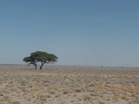 Tage Rundreise Namibia – Die Erlebnistour mit  Kalahari – Fish River-Canyon – Lüderitz – Namib – Swakopmund – Erongo Gebirge – Etosha Nationalpark – Windhoek (1383)