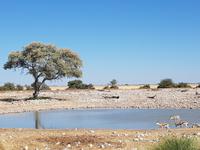 Tage Rundreise Namibia – Die Erlebnistour mit  Kalahari – Fish River-Canyon – Lüderitz – Namib – Swakopmund – Erongo Gebirge – Etosha Nationalpark – Windhoek (1520)