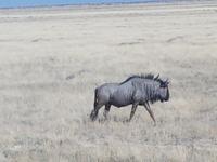 Tage Rundreise Namibia – Die Erlebnistour mit  Kalahari – Fish River-Canyon – Lüderitz – Namib – Swakopmund – Erongo Gebirge – Etosha Nationalpark – Windhoek (1635)