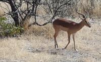 Tage Rundreise Namibia – Die Erlebnistour mit  Kalahari – Fish River-Canyon – Lüderitz – Namib – Swakopmund – Erongo Gebirge – Etosha Nationalpark – Windhoek (1833)