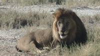 Tage Rundreise Namibia – Die Erlebnistour mit  Kalahari – Fish River-Canyon – Lüderitz – Namib – Swakopmund – Erongo Gebirge – Etosha Nationalpark – Windhoek (1861)