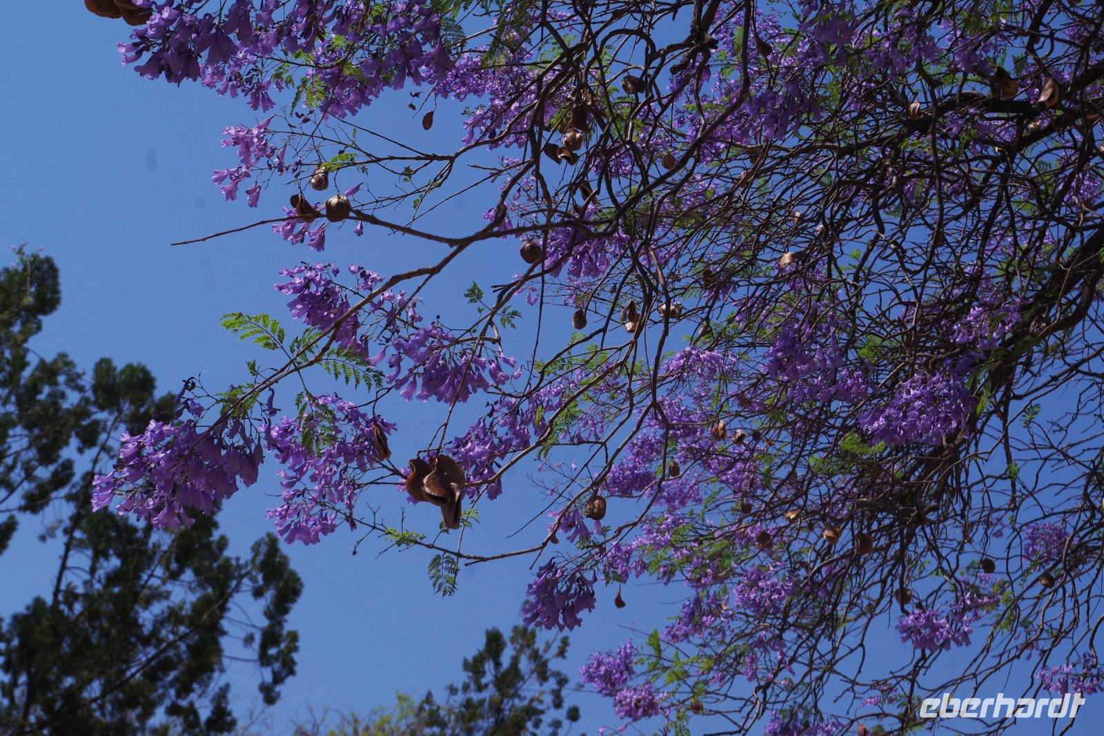 Tsumeb - blühender Jacaranda Baum