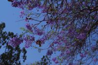 Tsumeb - blühender Jacaranda Baum