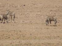 Wüstenzebras