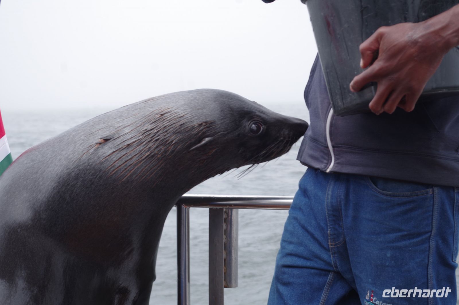 Walvis Bay - Bootstour durch die Lagune - Robbe an Bord