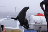 Walvis Bay - Bootstour durch die Lagune - Robbe an Bord