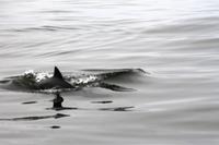 Walvis Bay - Da-Da-Da-Dephine
