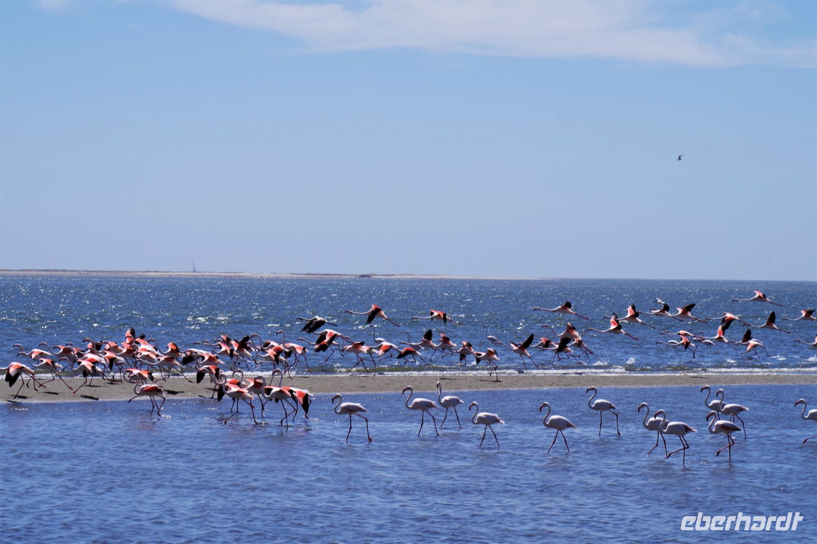 Walvis Bay - Flamingos in der Bucht