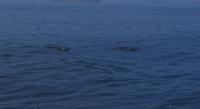 Walvis Bay - Lagunenfahrt - Da-Da-Delphine
